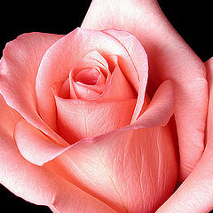 фото "Rose & Love ..."