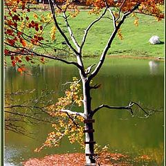 фото "Autumnal"