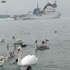 photo "winter cabin swans_shot 1"