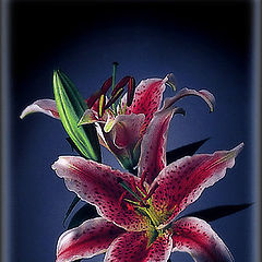 photo "lilies"