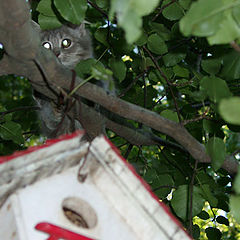 photo "Waiting For Lunch"