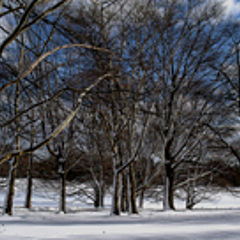 фото "WINTER AT BROOKDALE PARK"