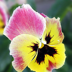 photo "Yellow-red pansy"