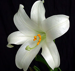 photo "Blooming white lily"