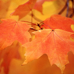 photo "Autumn Leaves"