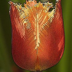 photo "fringed tulip"