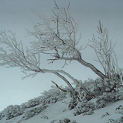 фото "Зимнее деревце"