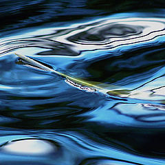 фото "BIRD`S FEATHER And WATER"
