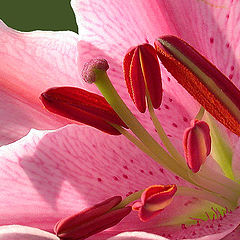 фото "Lily (2)"