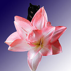 фото "Cat and Flower"