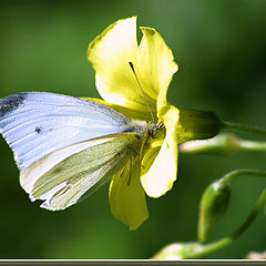 photo "Butterfly"