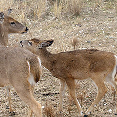 фото "family"