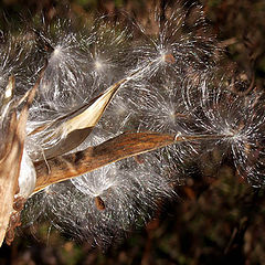 photo "Blowing in the Wind"