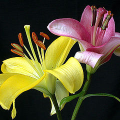photo "Lilies & Colors..."