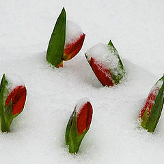 фото "Winter Tulip"