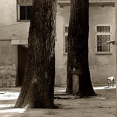 photo "Two trees"