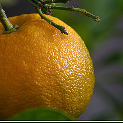 photo "Orange texture"