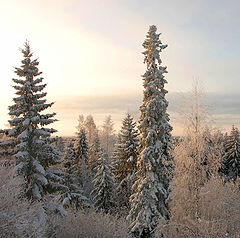 фото "Лес-зимой-4"