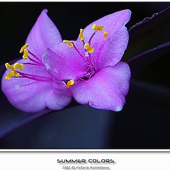 фото "Summer colors"