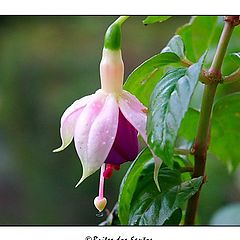 фото "Brincos-de-princesa (Fuchsia)"