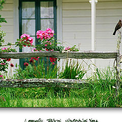 photo "Lonely Bird Watching You"