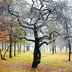 фото "firstsnowtree"