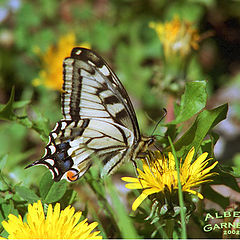 photo "butterfly"