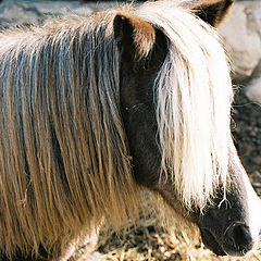 photo "HAIRDRESS? IT IS FASHIONABLE!"