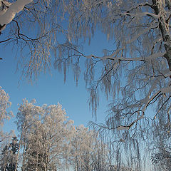 photo "Forest in winter-5"