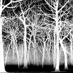 photo "Winter Woods"