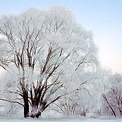 photo "Frost morning"