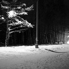 фото "Ночное дерево и дорога"