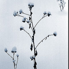 photo "Winter hieroglyphs"
