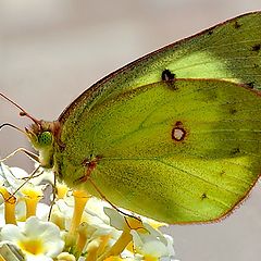 photo "Backlit butterfly"
