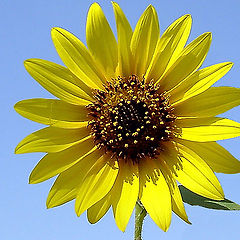 photo "The Sunflower"