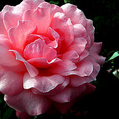 фото "lighted pink"