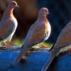 фото "TRIO"