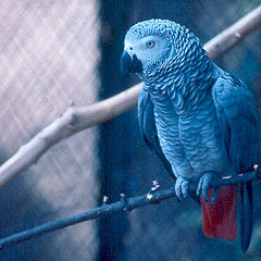 photo "" Blue bird""