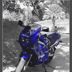 photo "SUZUKI"