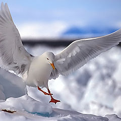 photo "Arctic Dance"