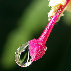 photo "A drop of water..."