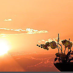 photo "Of the terrace"