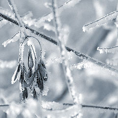 photo "Have frozen"