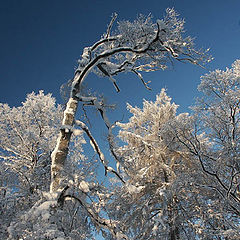 фото "Лес зимой-6 (Тарантелла)"