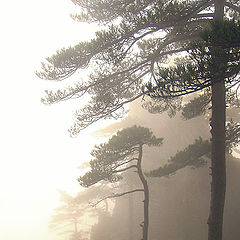 photo "Misty pines"