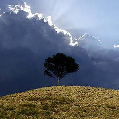 photo "Tree"