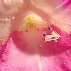 photo "Pink Glad"