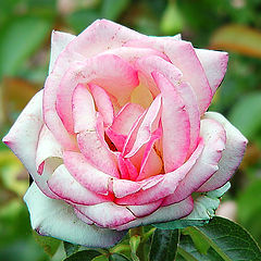 фото "роза"