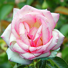 photo "rose"