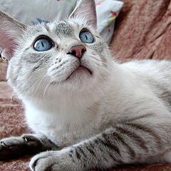 photo "Blue-eyed"